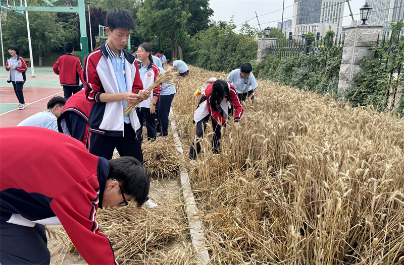 3学子们挥镰收割.jpg