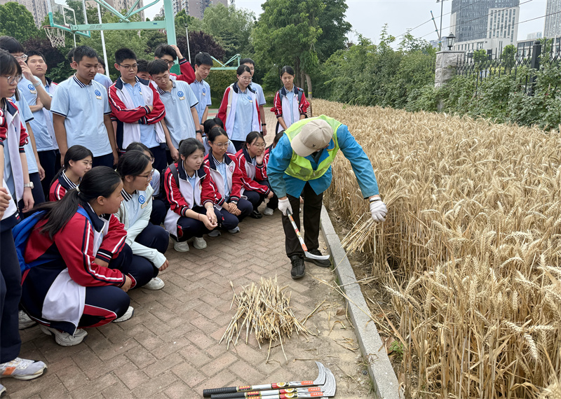 2园艺师傅示范小麦收割技巧.jpg